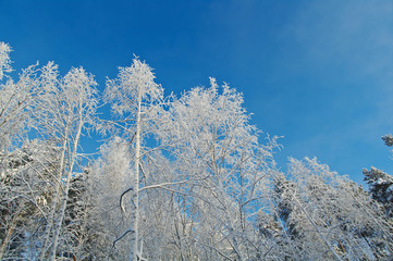 Winter landscape