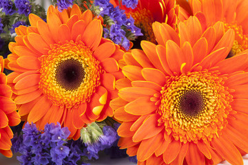 Gerbera flower isolated on white background