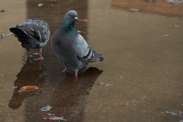 Pigeons and reflectance , early spring.