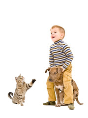 Cheerful boy playing with a puppy pitbull and cat 