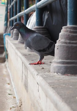 Pigeons