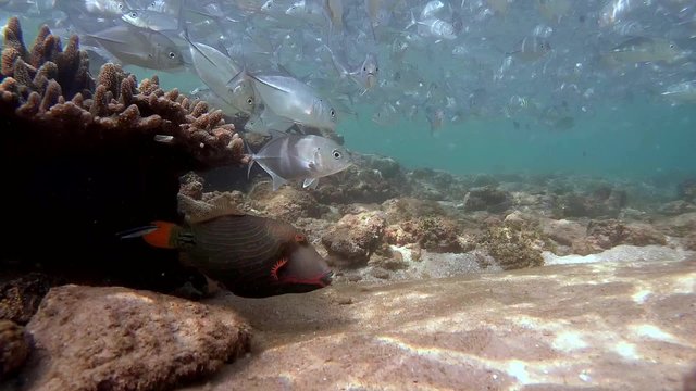 Orangestripe triggerfish (Balistapus undulatus) stands on the treatment plant, it turns over a large school of fish Bigeye trevally (Caranx sexfasciatus), Indian Ocean 