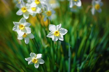 Blooming narcissus. Flowering white daffodils at springtime. Spring flowers. Shallow depth of field. Selective focus. © Veresovich