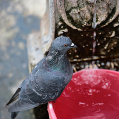 One pigeon sitting