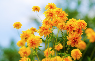 Bright yellow garden flowers. Shallow depth of field. Selective focus.
