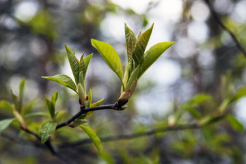 The first spring gentle leaves