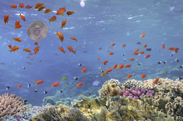 Fototapeta na wymiar underwater image of jellyfishes, Red Sea. Egypt