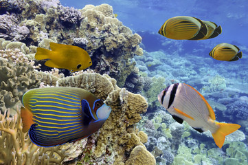 Naklejka na ściany i meble Underwater shoot of vivid coral reef with a fishes
