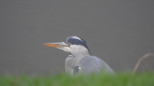 Graureiher, Portrait am Moselufer