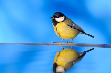 Close-up of big tit sitting near water