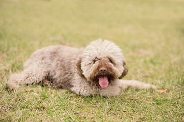 Brown dog in the park