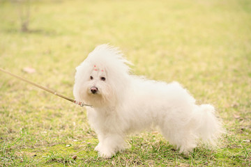 Bichon bolognese dog in park