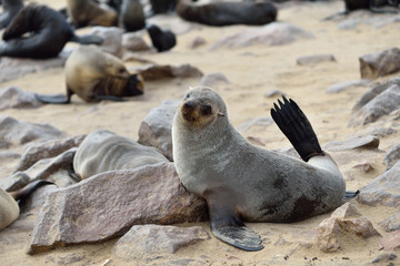 Naklejka premium Cape fur seal, Namibia