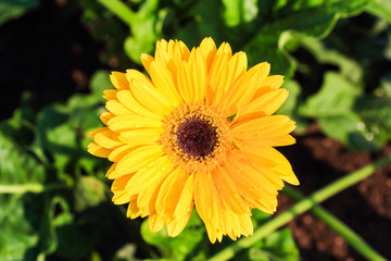 yellow gerbera