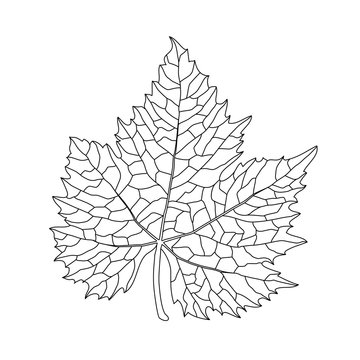 Black On White Grape Leaf Line Art