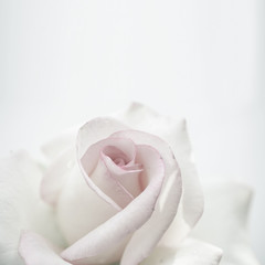 sweet roses in soft color and vintage style
