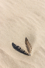 Feather laying on a sand beach casting a shadow