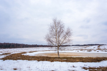 Spring landscape with birch trees.