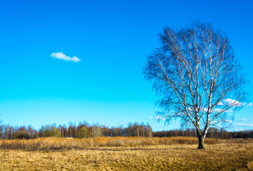 Landscape with a lonely birch.