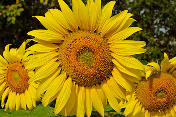Obraz premium Sunflower natural background. Sunflower blooming