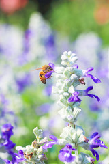 bee collecting nectar (blue salvia flower)