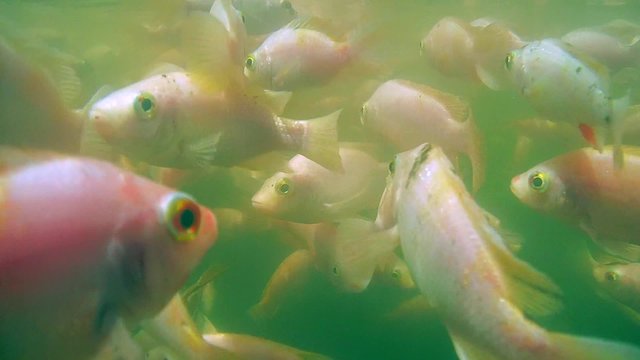 A large school of fish Mozambique tilapia (Oreochromis mossambicus) in a river, Hikkaduwa, Sri Lanka, South Asia
