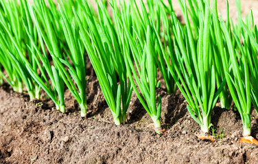 Close-up of the onion plantation in the vegetable garden