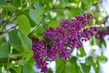 lilac in foliage