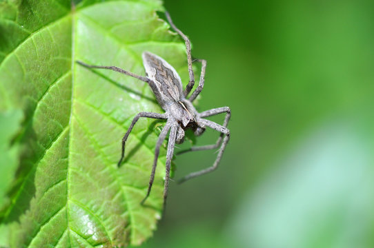 Big gray spider with long legs sitting on a wide green leave (Nursery web spider, Pisaura mirabilis)