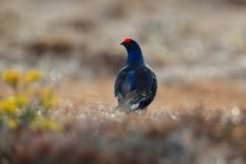 Lekking nice bird Black Grouse, Tetrao tetrix, in marshland with morning sun, Sweden