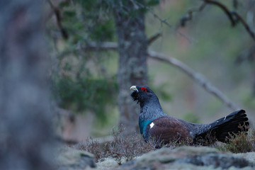 Dark bird Western Capercaillie, Tetrao urogallus, on the moss stone in pine tree forest, nature habitat, Sweden