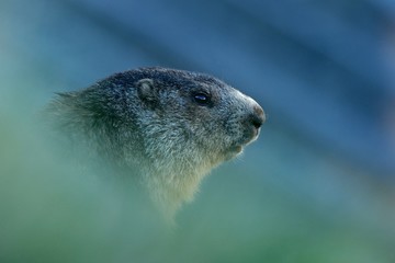 Marmot, Marmota marmota, cute animal sitting in the grass with nature rock mountain habitat,  before sunrise, Alp, France