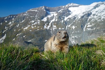 Cute animal Marmot, Marmota marmota, sitting in he grass, in the nature habitat, Grossglockner, Alp, Austria,