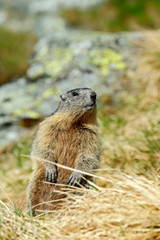 Naklejka na ściany i meble Cute animal Marmot, Marmota marmota, sitting in he grass, Gran Paradiso, Italy