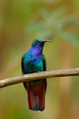 Obraz premium Lazuline Sabrewing, Campylopterus falcatus, El Dorado Lodge, Nevado de Santa Marta, hummingbird sitting on the branch