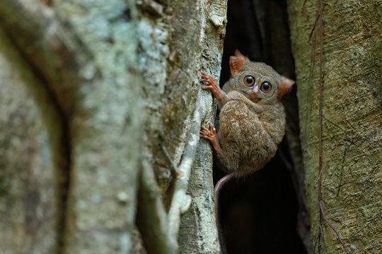Portrait of Spectral Tarsier, Tarsius spectrum, from Tangkoko National Park, Sulawesi, Indonesia, in the large ficus tree