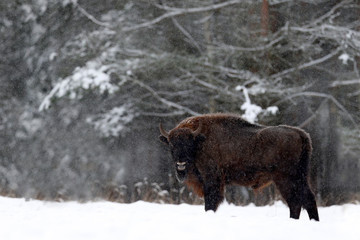 European bison in the winter forest, cold scene with big brown animal in the nature habitat, snow in the tree, Poland © ondrejprosicky