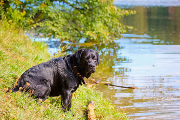 Dog breed labrador sitting by the lake