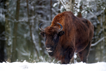European bison in the winter forest, cold scene with big brown animal in the nature habitat, snow in the tree, Belarus © ondrejprosicky