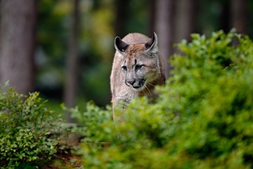 Danger Mountain Lion in the green forest