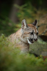 Portrait of Mountain Lion in the autum green forest