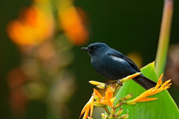 Glossy Flowerpiercer, Diglossa lafresnayii, black bird with bent bill sittin on the orange flower, nature habitat, exotic animal from Colombia
