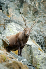 Portrait of antler Alpine Ibex, Capra ibex, with rocks in background, France