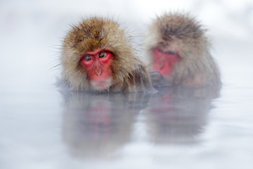 Monkey Japanese macaque, Macaca fuscata, red face portrait in the cold water with fog, two animal in the nature habitat, Hokkaido, Japan