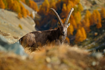 Alpine Ibex, Capra ibex ibex, with autumn orange larch tree in background, National Park Gran Paradiso, Italy
