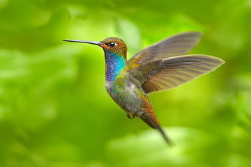 Fototapeta na wymiar Hummingbird in flight, green forest nature habitat, White-tailed Hillstar, Urochroa bougueri, Montezuma, Colombia