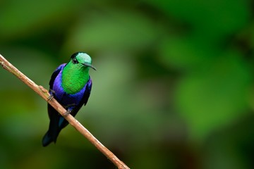 Green-crowned woodnymph, Thalurania colombica fannyi, hummingbird in the Colombia tropic forest, blue an green glossy bird in the nature habitat © ondrejprosicky