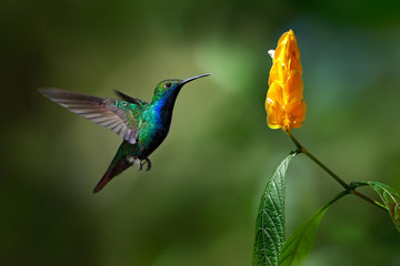 Green and blue Hummingbird Black-throated Mango, Anthracothorax nigricollis, flying next to...