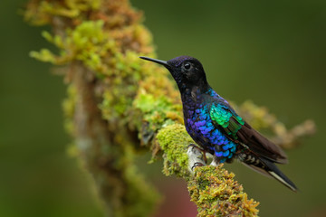 Velvet-purple Coronet, Boissonneaua jardini, dark blue and black hummingbird sitting on green lichen branch in the tropical forest, beautiful glossy and glittering bird in the nature habitat, Ecuador