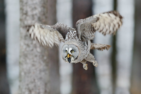 Great Grey Owl, Strix nebulosa, flight in the forest, blurred trees in background